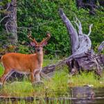 Deer at Flagstaff Lake