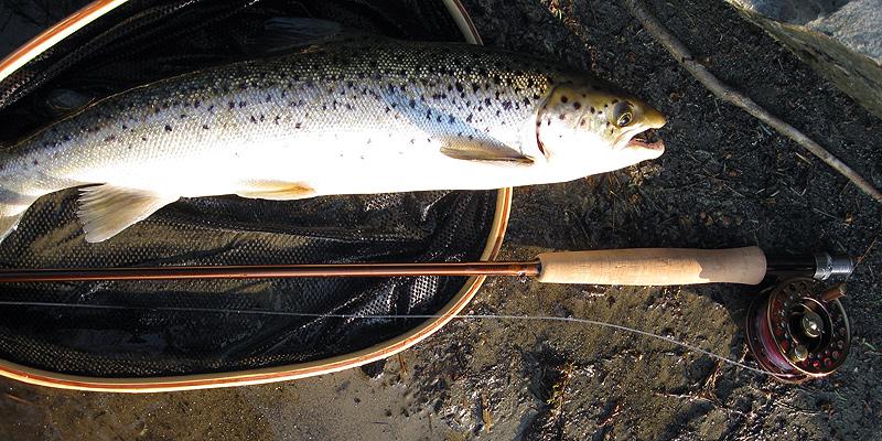 Trout and fly fishing rod