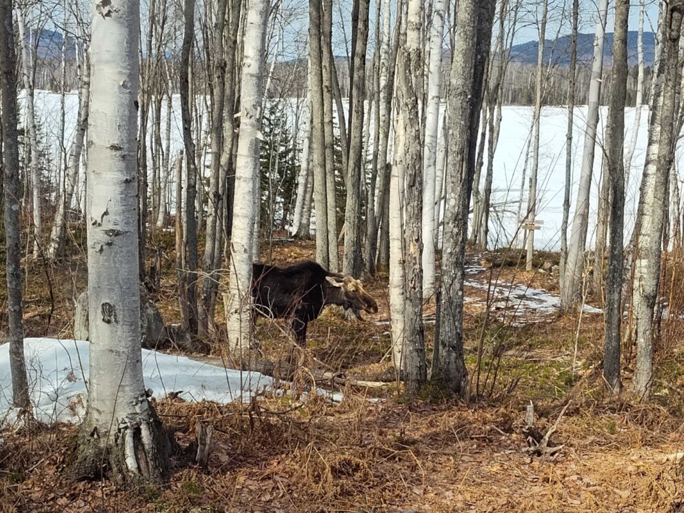 Moose outside Flagstaff Lake Hut