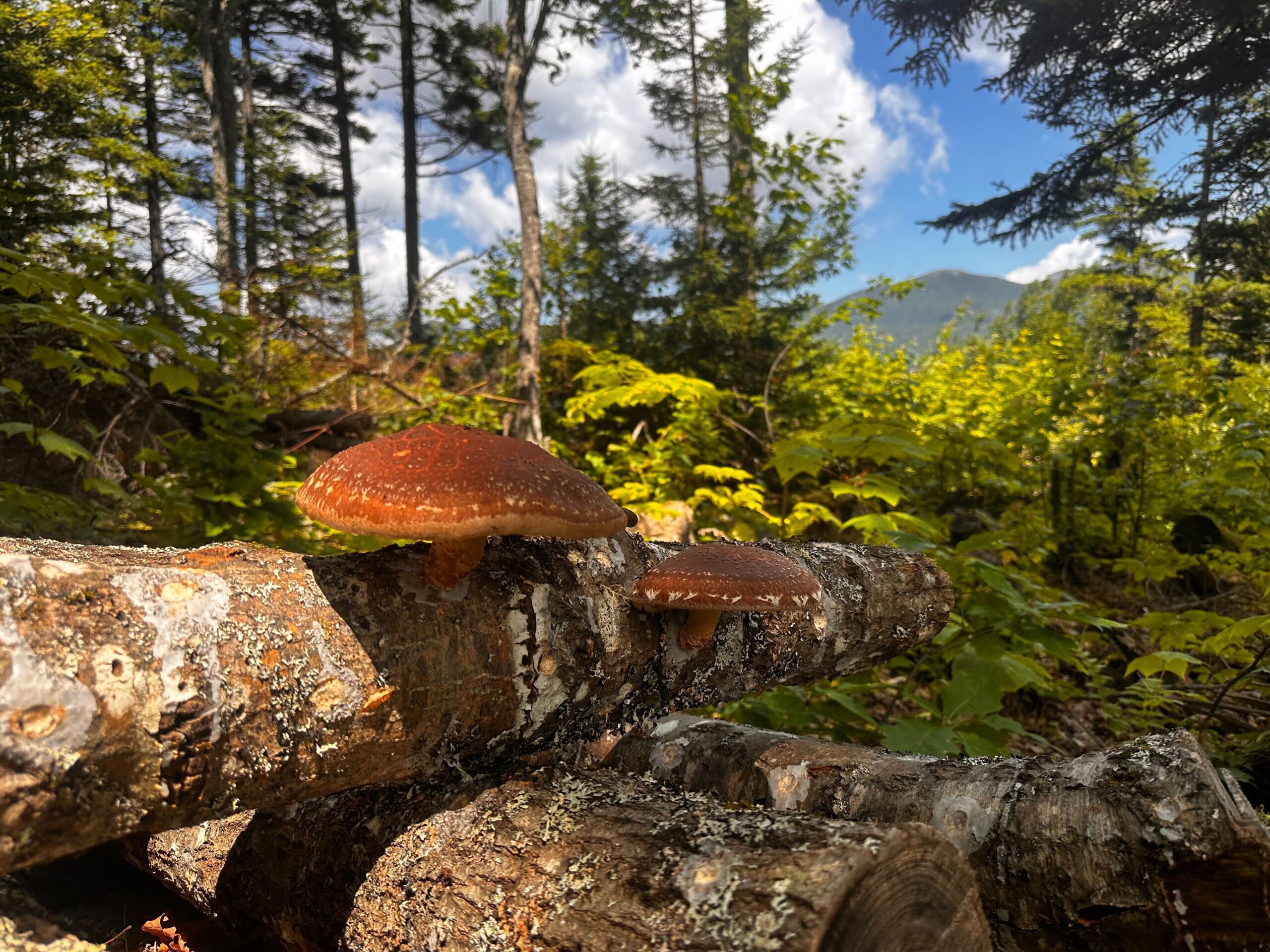 Image of a log down in the woods with mushrooms growing from it. There are mountains in the background.