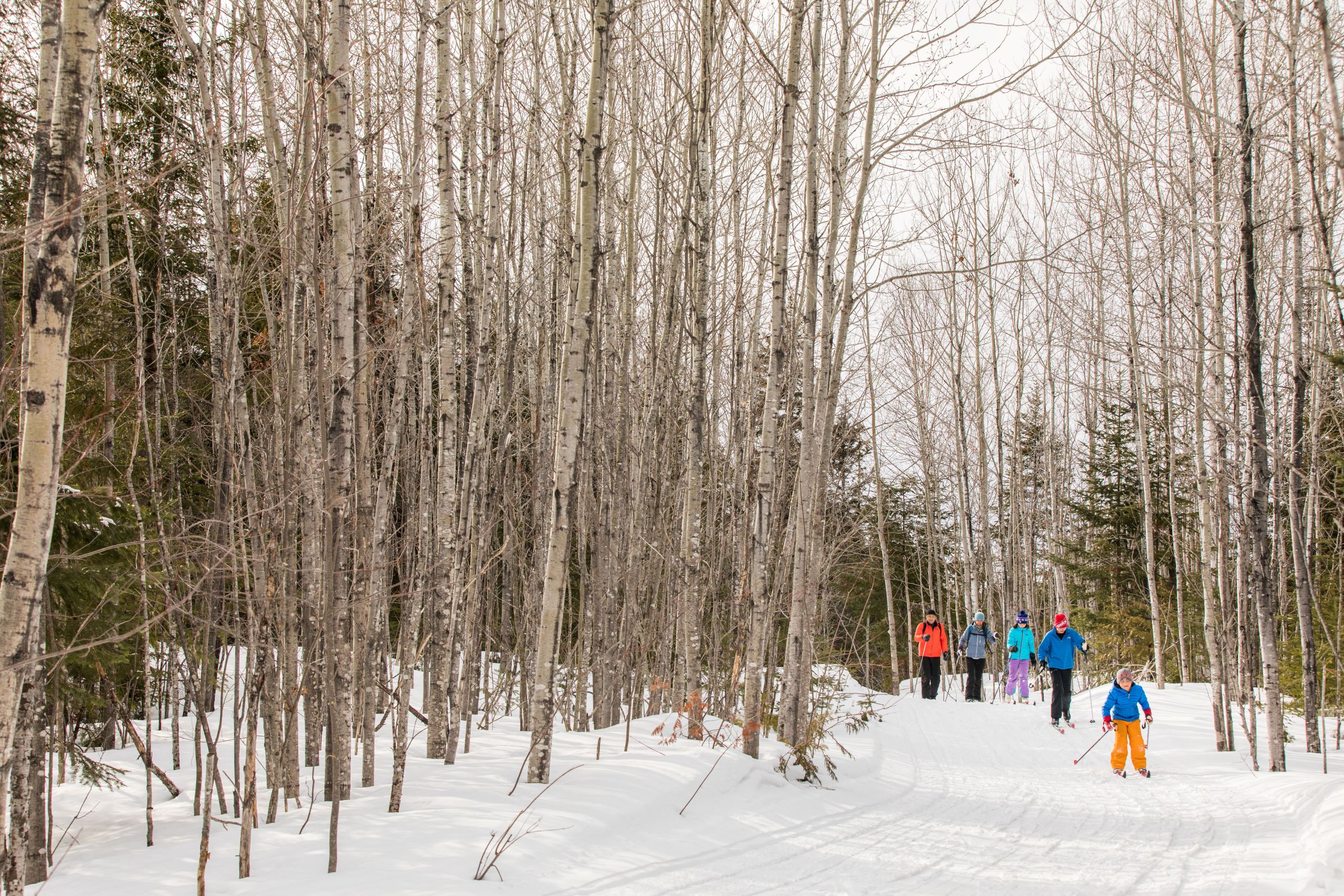 A family Nordic skiing on a woods trail.