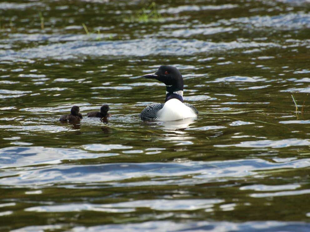 Loon with babies