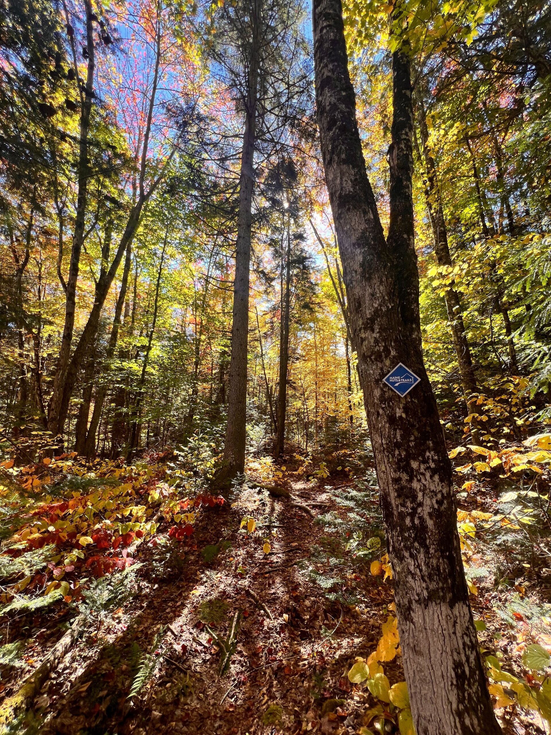 Old tree growth on Warren's Trail.