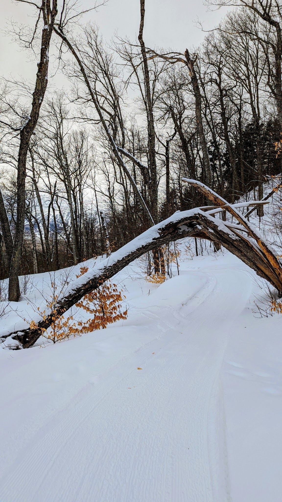 Upper Newton's Revenge Trail passing under a tree.