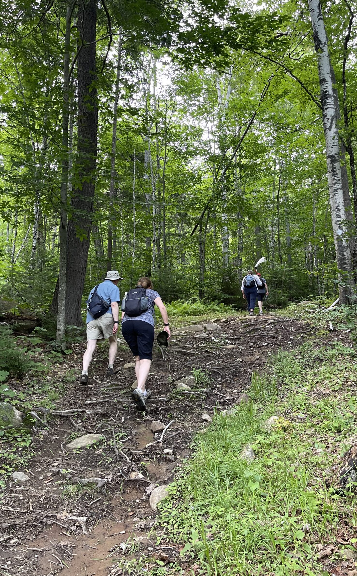 Upper Newton's Revenge doubletrack trail in summer with hikers.