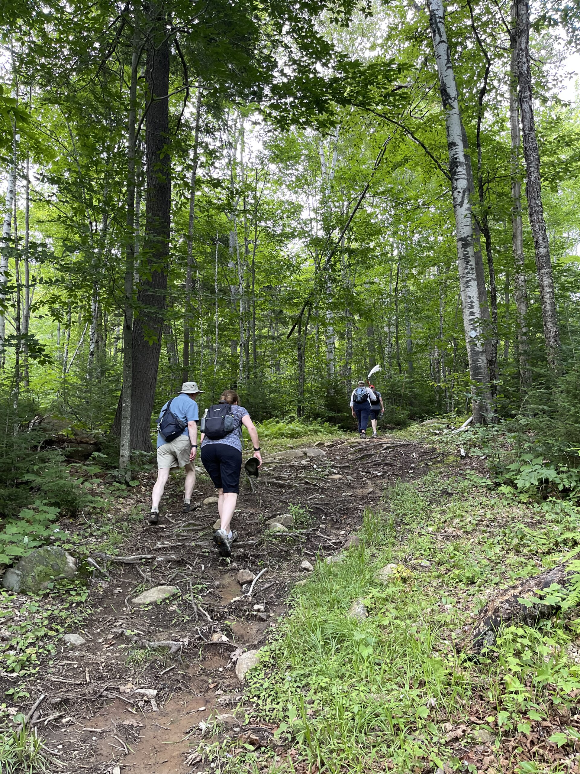 Upper Newton's Revenge doubletrack trail in summer with hikers.