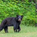 A bear near the edge of an open area with trees behind, the bear is looking at the camera