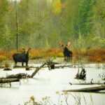 Image of two moose in a wooded bog