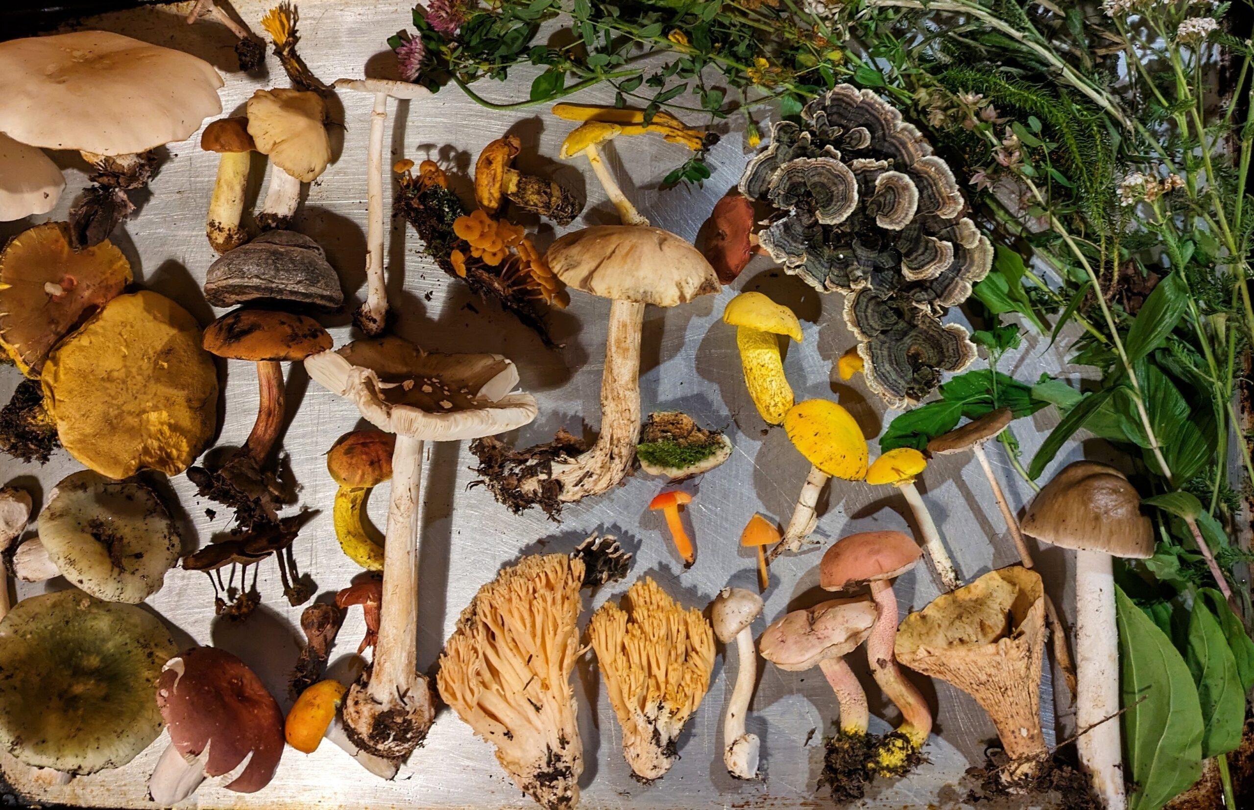 Assortment of found mushrooms on a tray.