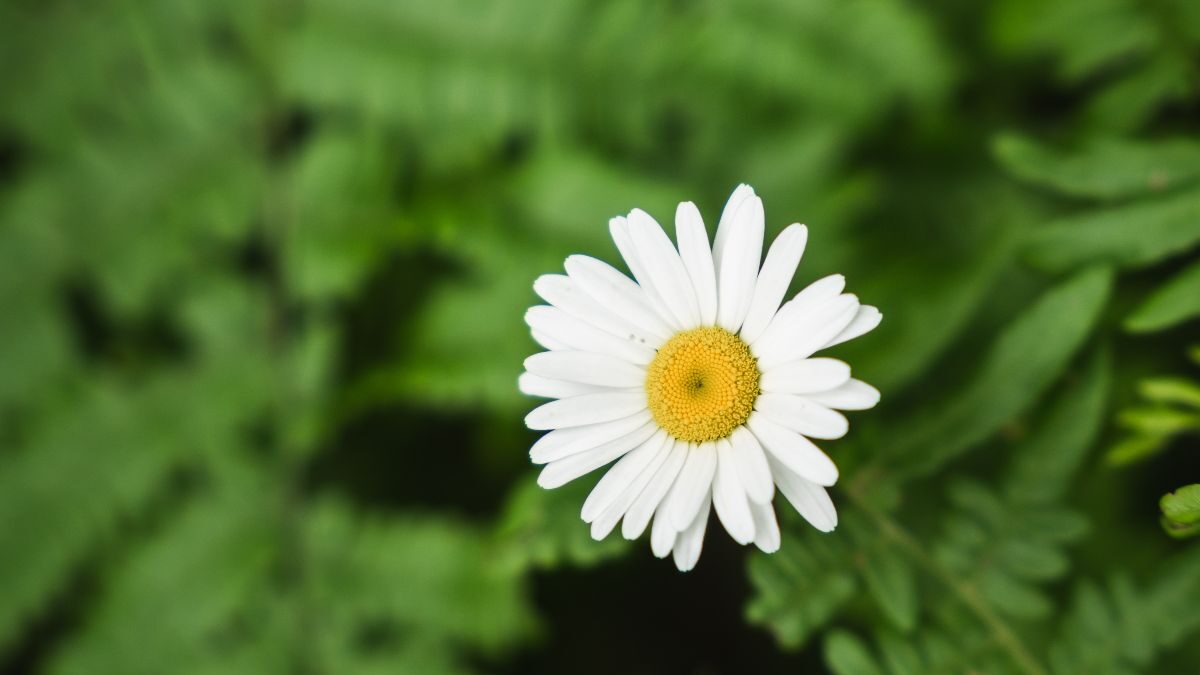 White flower