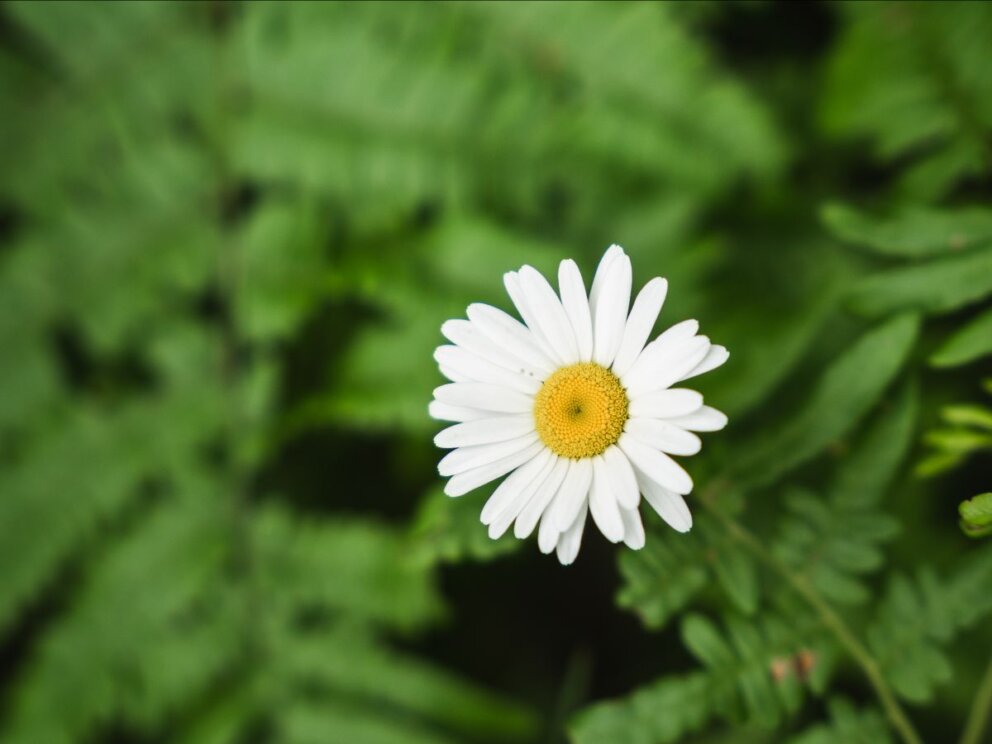 White flower