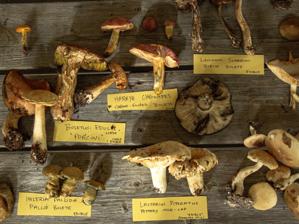 Forest & Forage Mushrooms