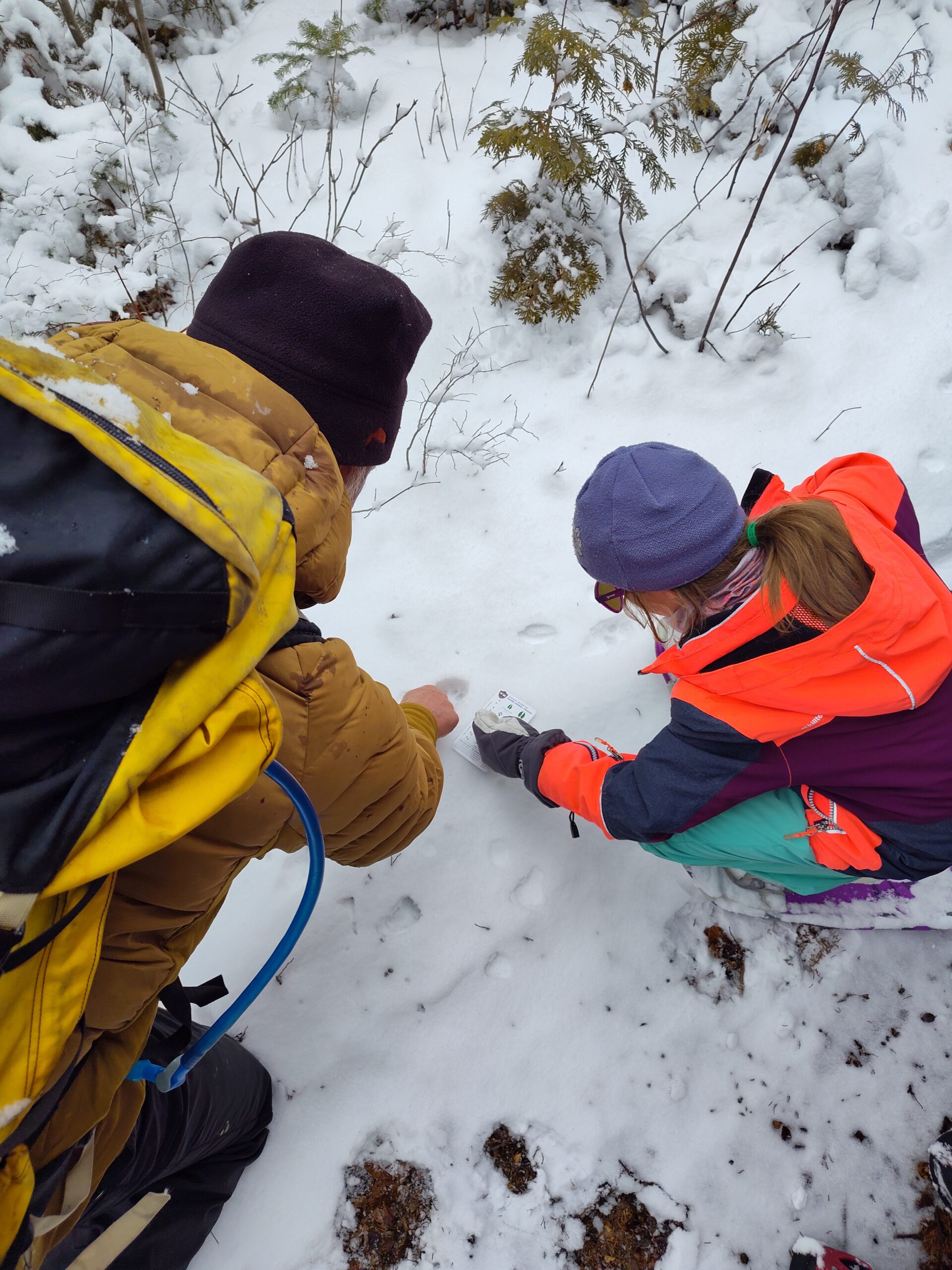 Looking at animal tracks on the Tracks and Trees guided snowshoe.