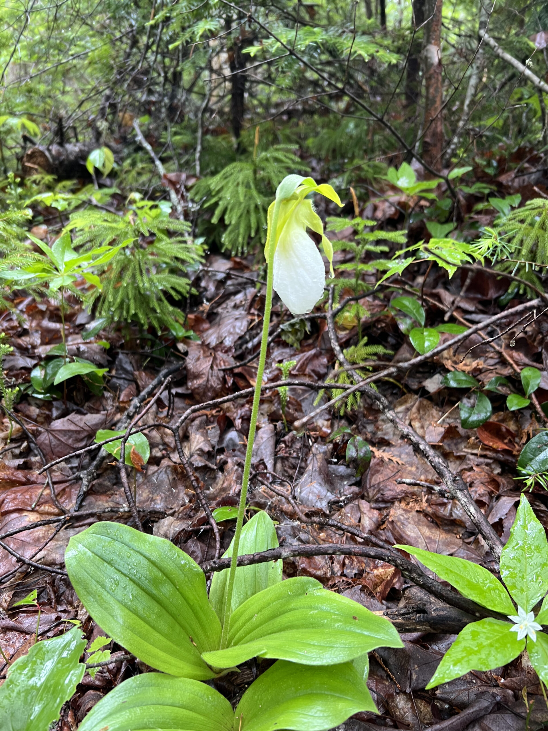 Lady's Slipper