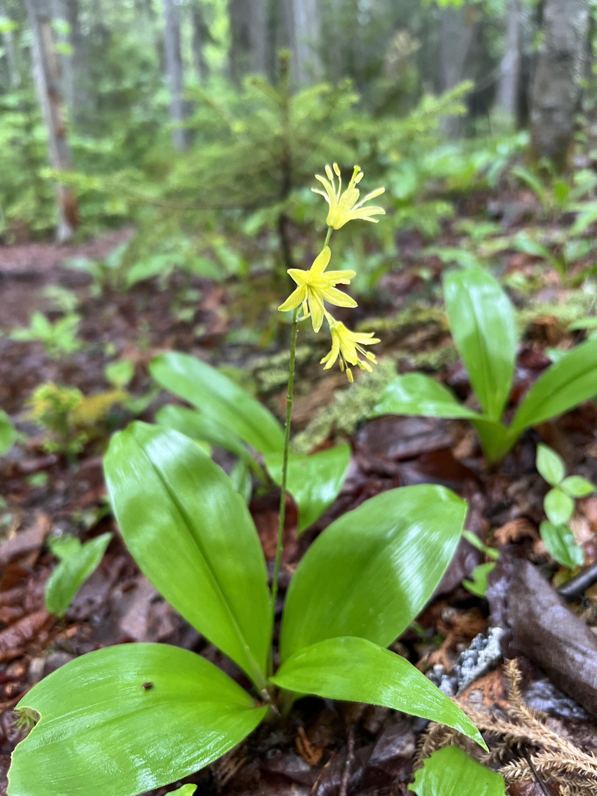 Flowers on the Maine Hut Trail by Flagstaff Lake Hut