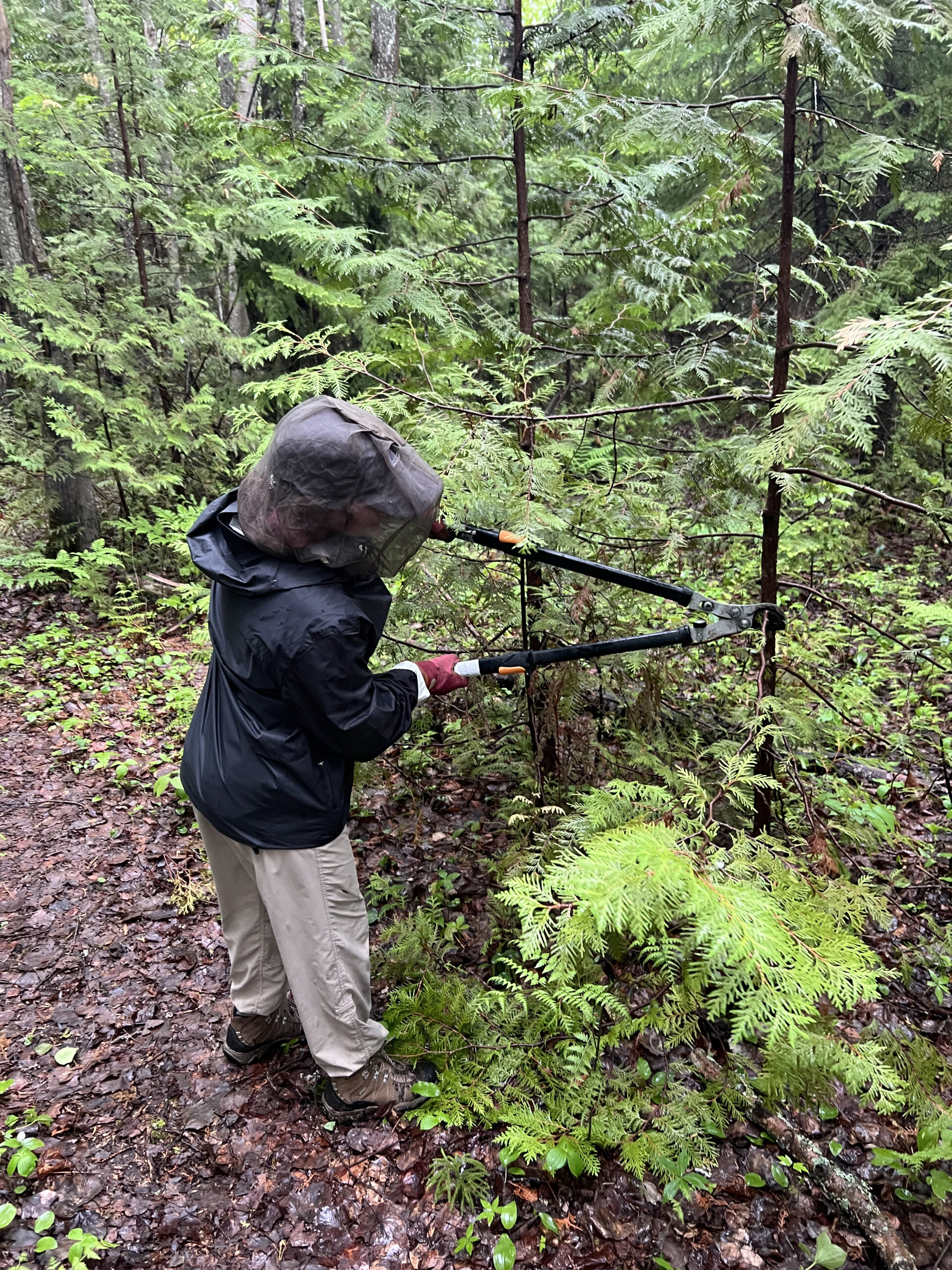 Clearing the trail during the Flagstaff volunteer weekend.