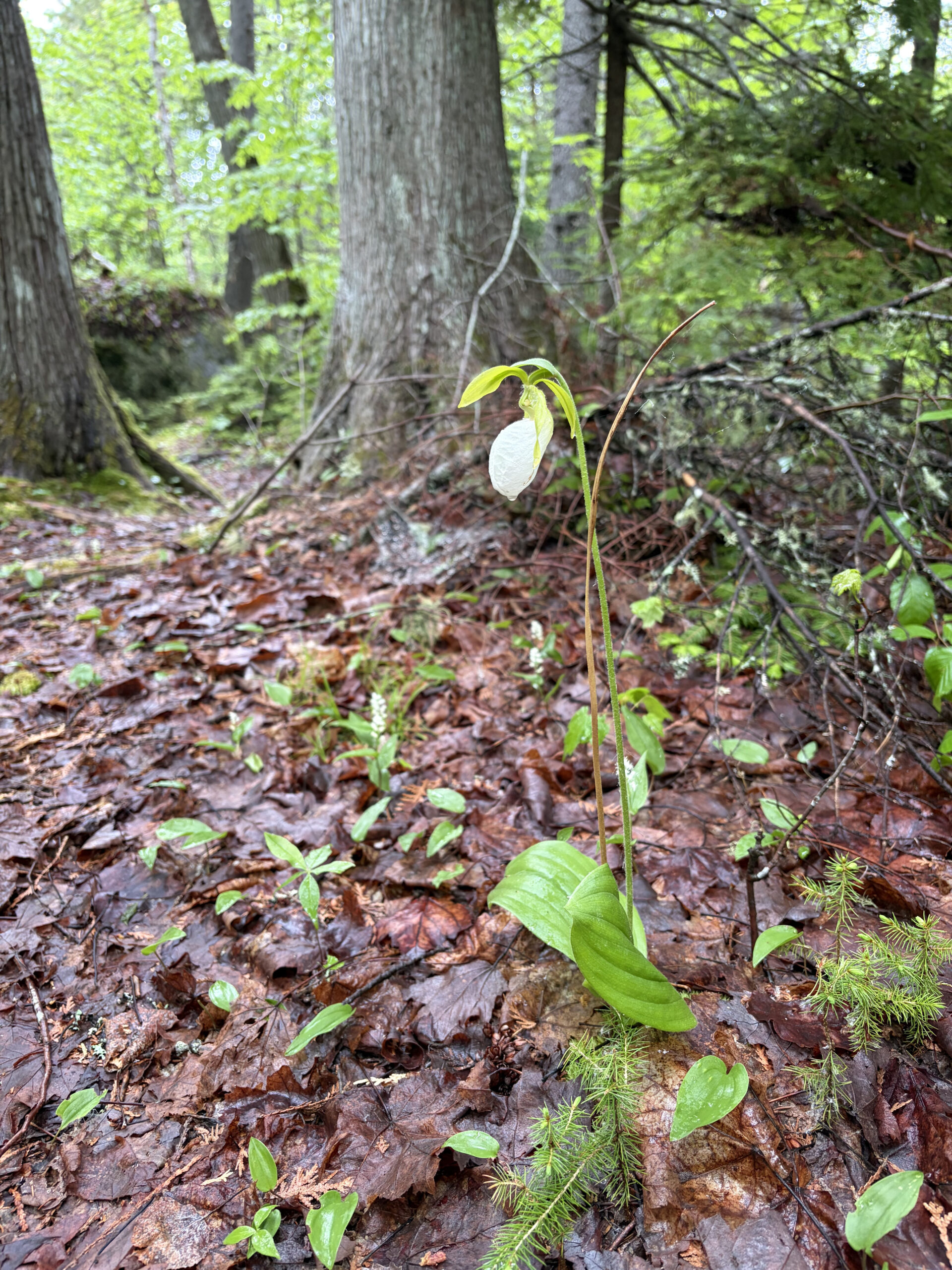 Lady's Slipper flower