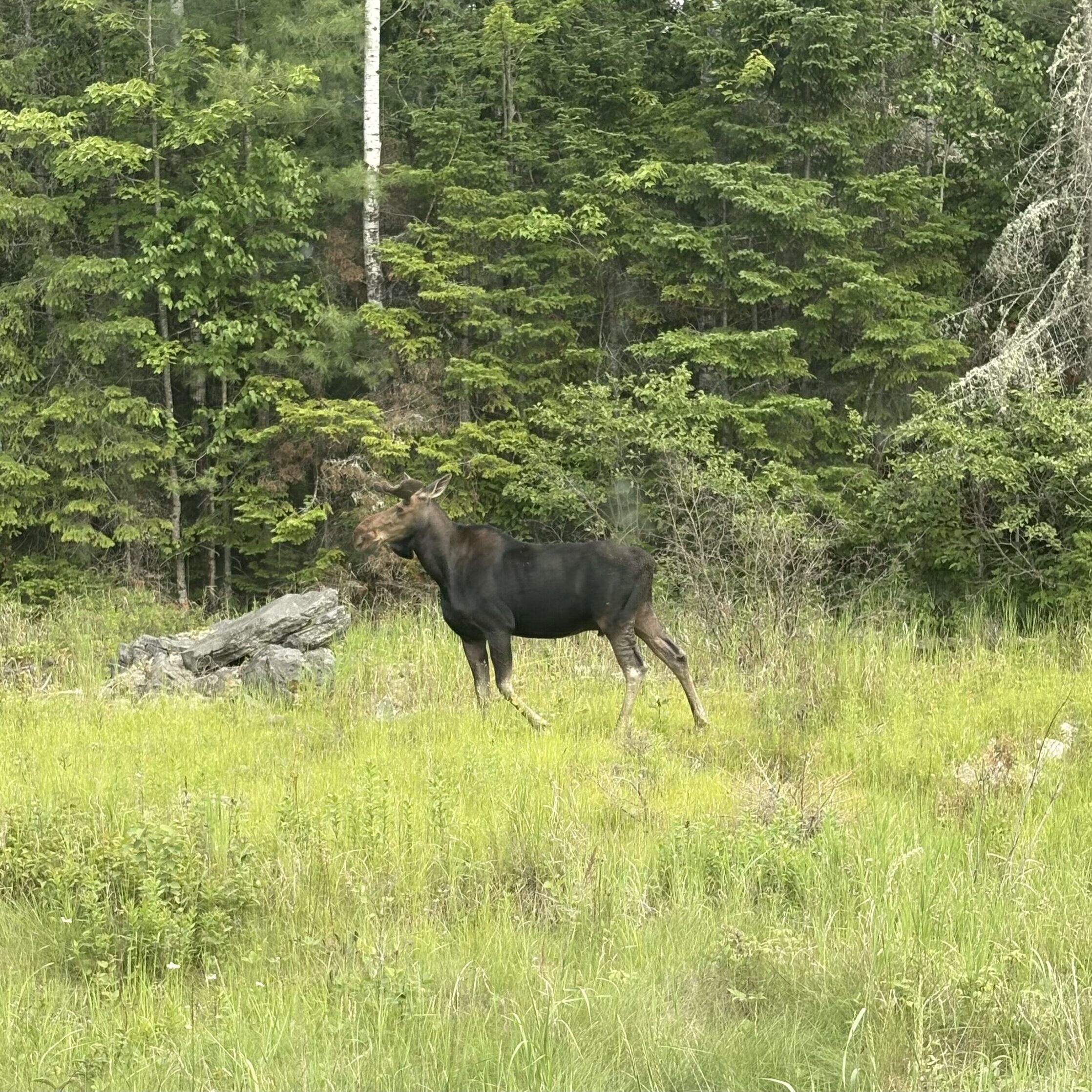 Moose