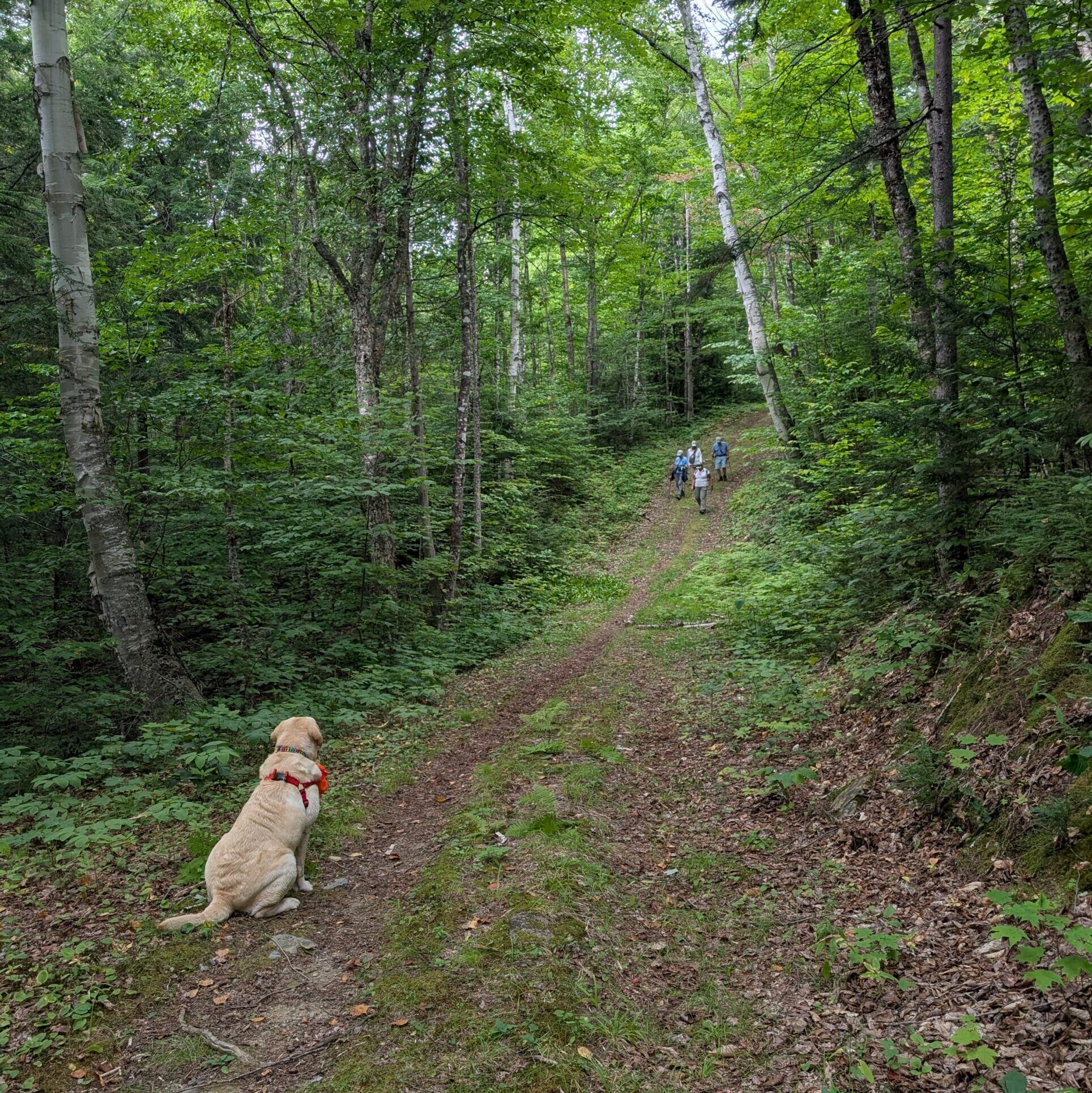 Poplar Stream Trail