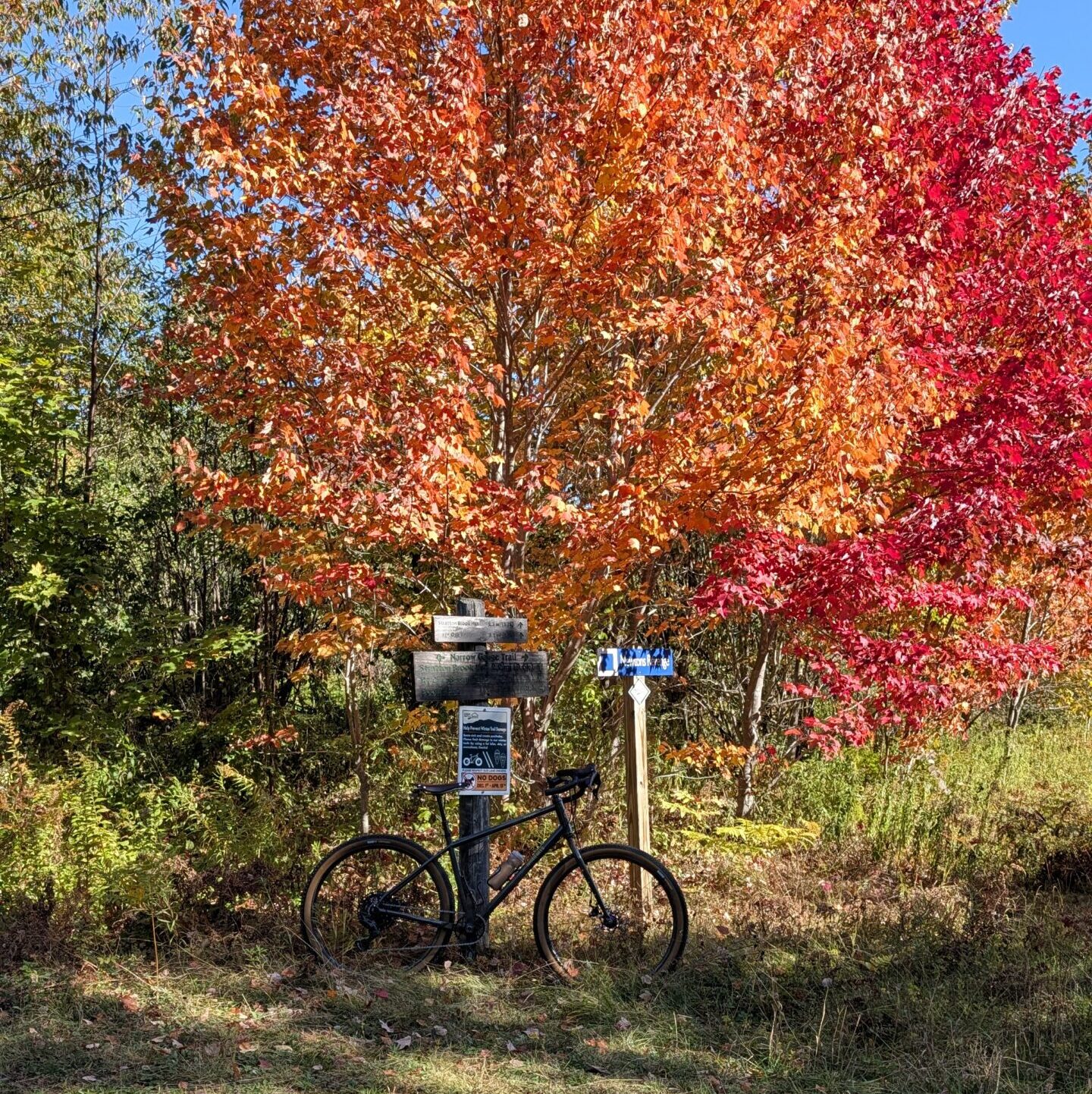 Newton's Revenge in fall